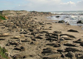 Elephant seal beach
