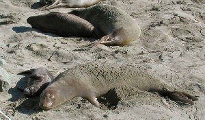 Sand cooling