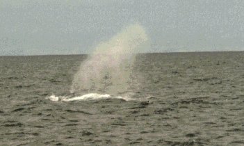 Blue whale spout.