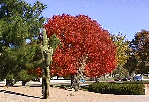 Kingman park