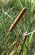 Cat-O-Nine Tails