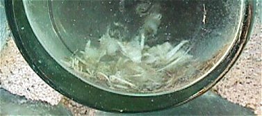 Dead cricket