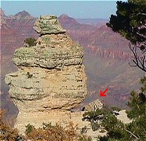Duck-On-A-Rock