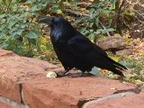 Raven