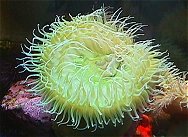 anemones