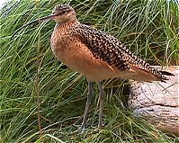 seabirds