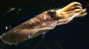 cuttlefish