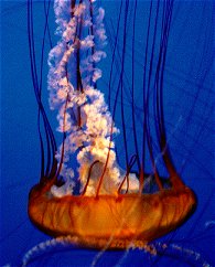 sea nettle