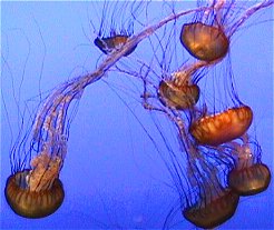 sea nettle