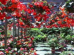 Begonias