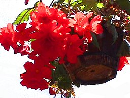 Begonias