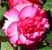 Begonia