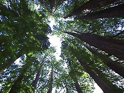 Cathedral Grove