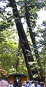 Leaning tree