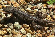 Lizard