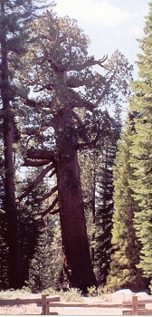 Grizzly Giant