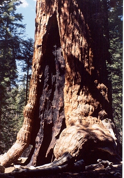 Grizzly Giant base