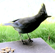 Bluejay
