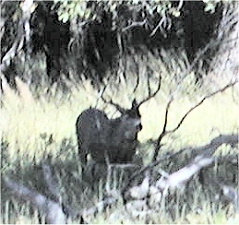 Deer