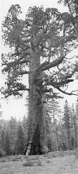 Grizzly Giant