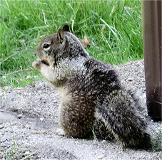 Squirrel